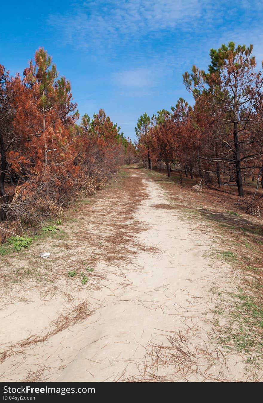 Burned pine forest at the mouth of Bevano