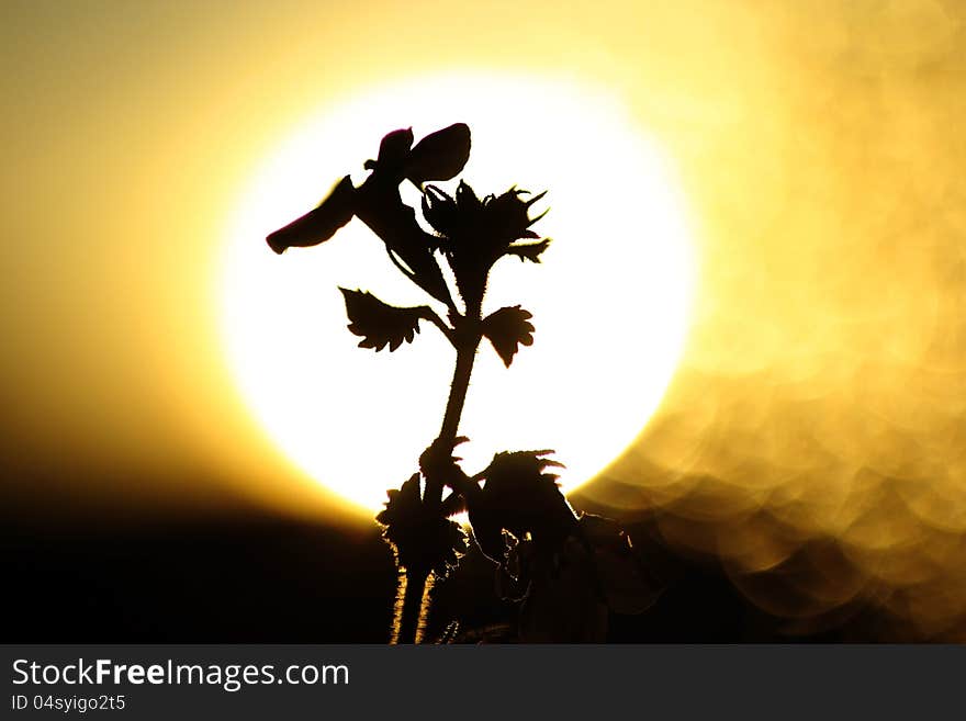 Sunset flower