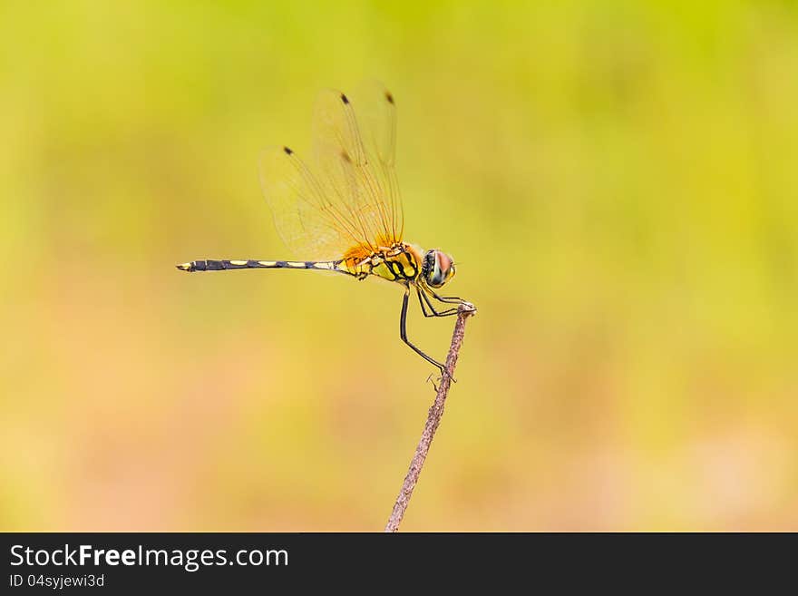 Yellow striped dragonfly rests on top of wood stem