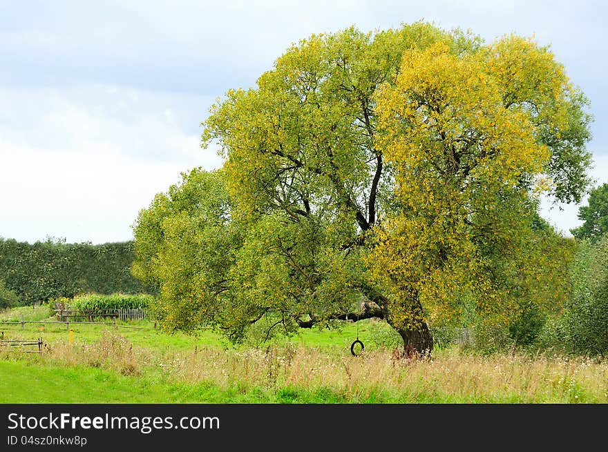 Rural Scenery in Autumn