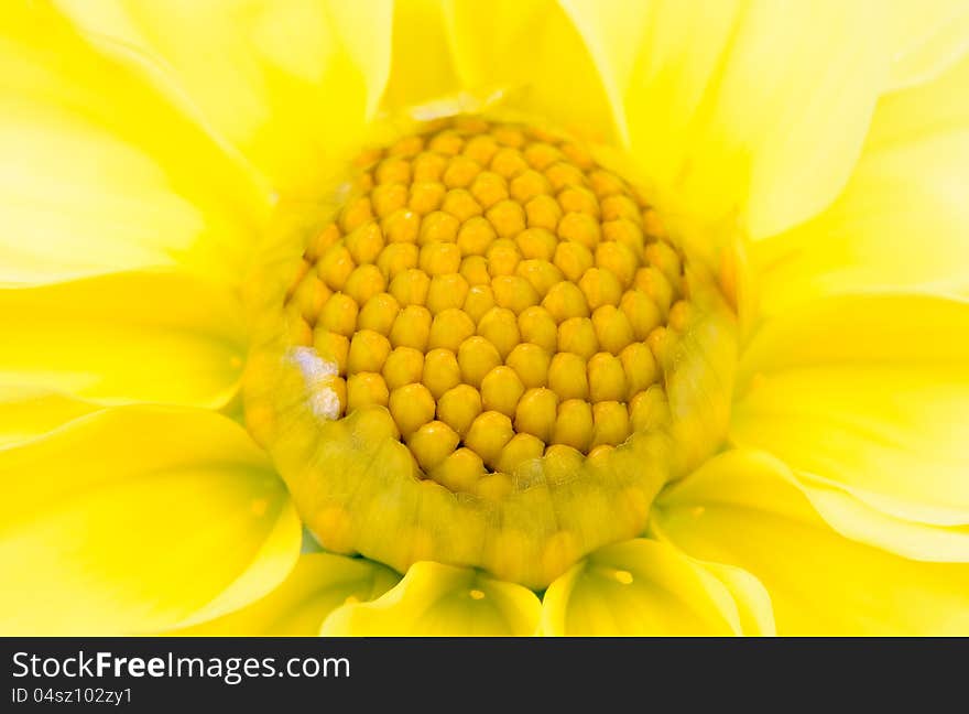 Beautiful Yellow Dahlia Variabilis Close-Up