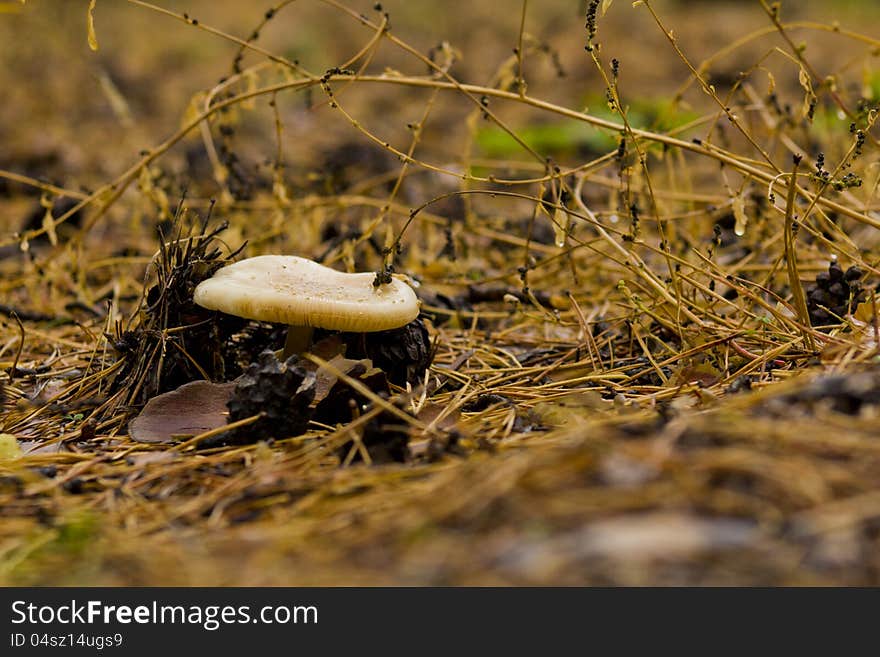 Mashroom in forest autumn leaves after rain