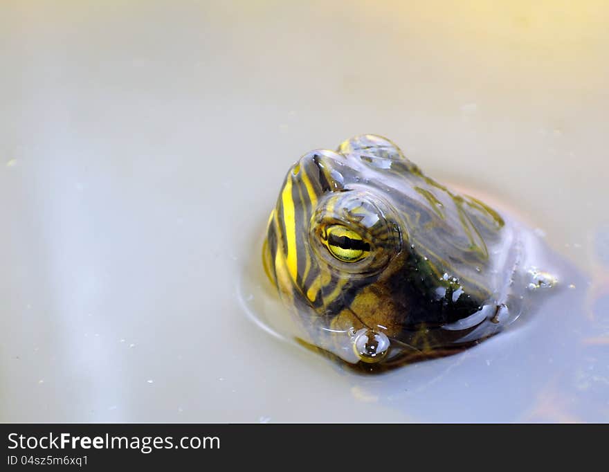 Water turtle