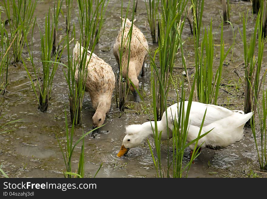 Ducks Pecking At A Rice Paddy