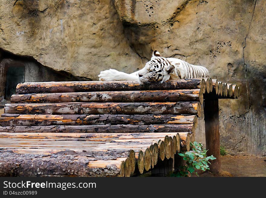 Sleeping white tiger &x28;Panthera tigris&x29;.