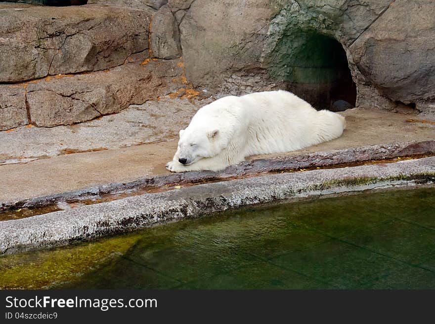 The polar bear sleeps in a zoological garden.