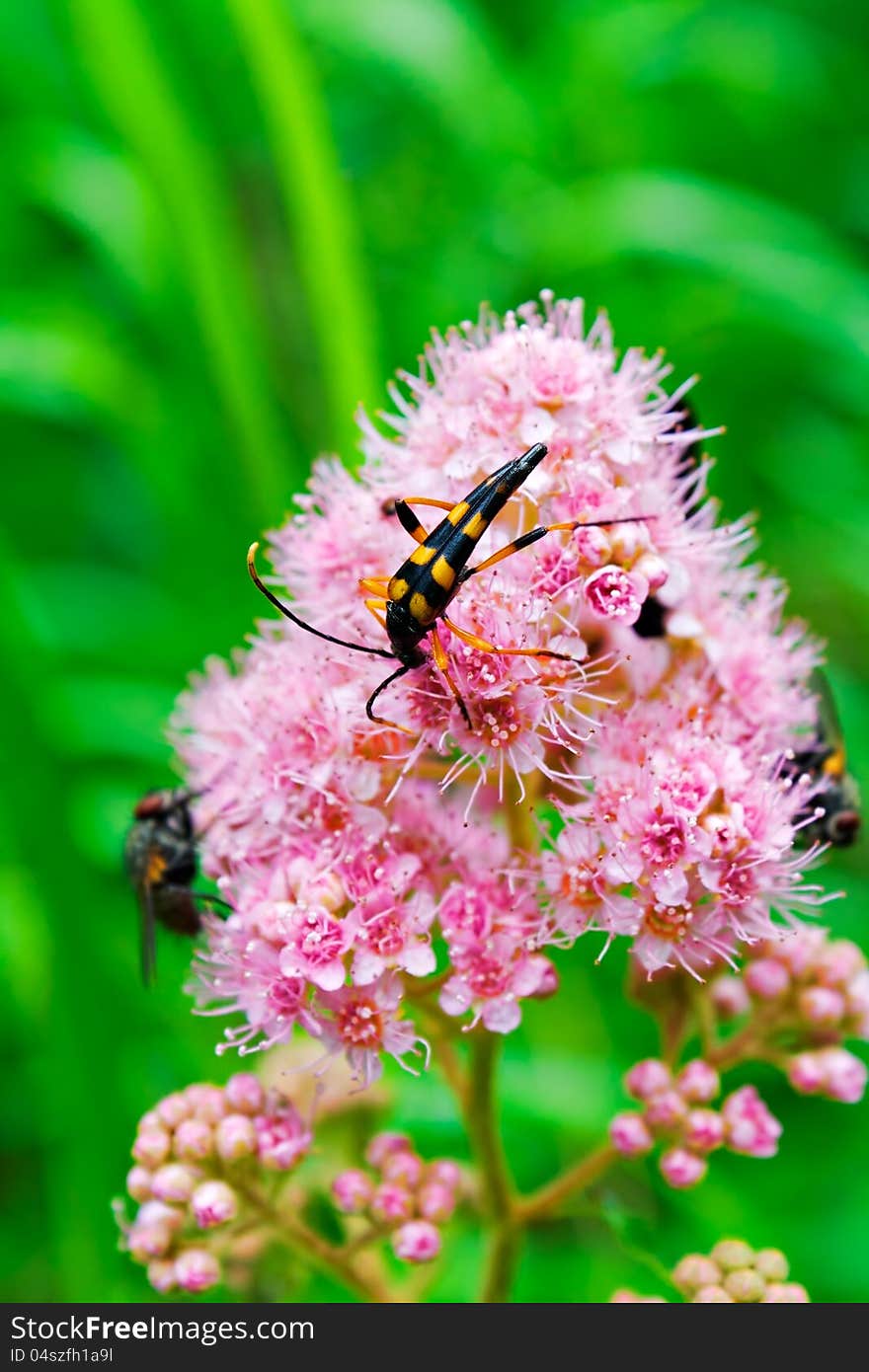 Capricorn beetles Strangalia attenuata on flowers spiraea, photographed in Khabarovsk territory.