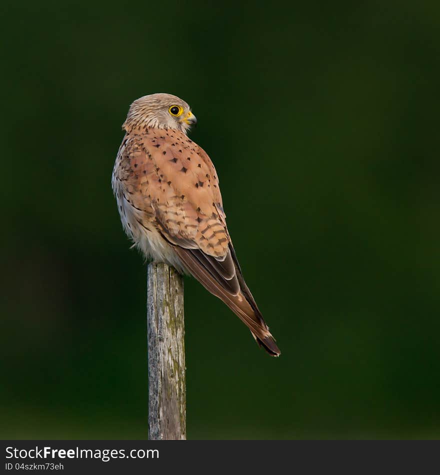 A beautiful male kestrel is watching from a wooden fence pole with a green background. Uppland, Sweden. A beautiful male kestrel is watching from a wooden fence pole with a green background. Uppland, Sweden