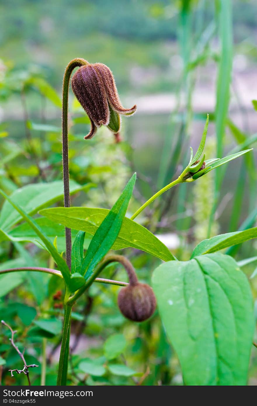 Knop wild-growing clematis, photographed on a slope