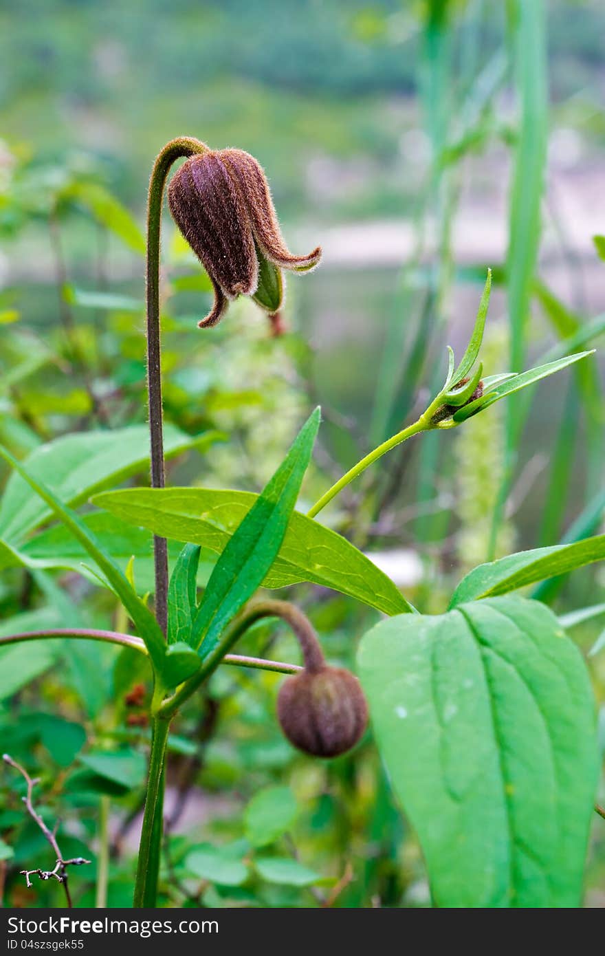 Knop wild-growing clematis