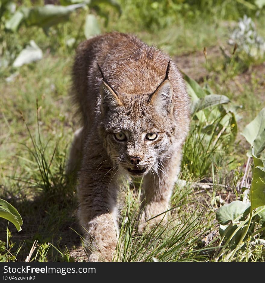 The young lynx approaches in the forest. The young lynx approaches in the forest.