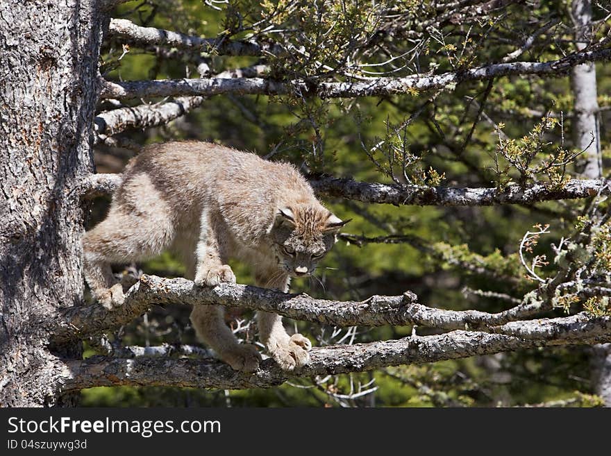 The immature lynx is adept at climbing and feels safe in the tree. The immature lynx is adept at climbing and feels safe in the tree.