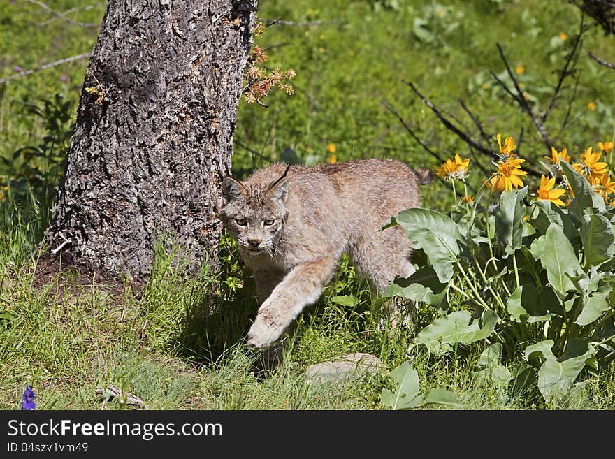 Canadian Lynx Rufus