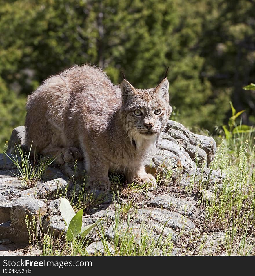 The Canadian Lynx rufus crouches on the rocks. The Canadian Lynx rufus crouches on the rocks.