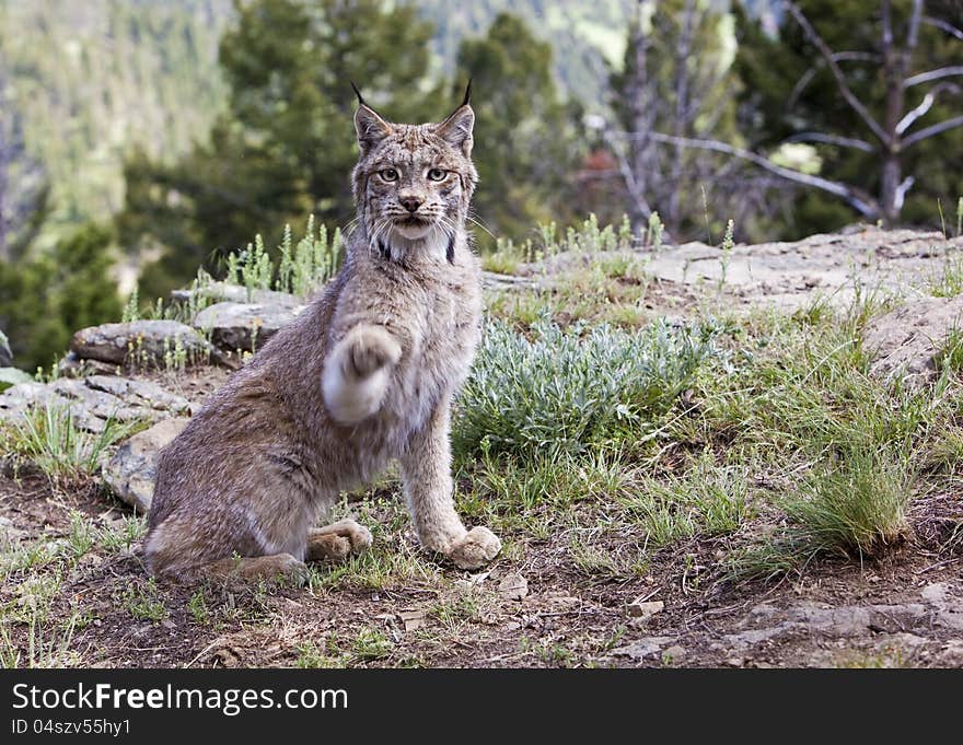 Canadian Lynx in mountains