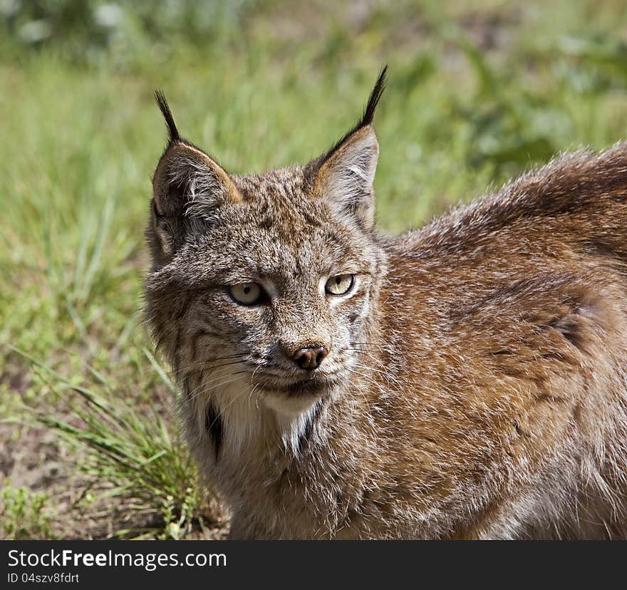 Canadian Lynx In Western USA