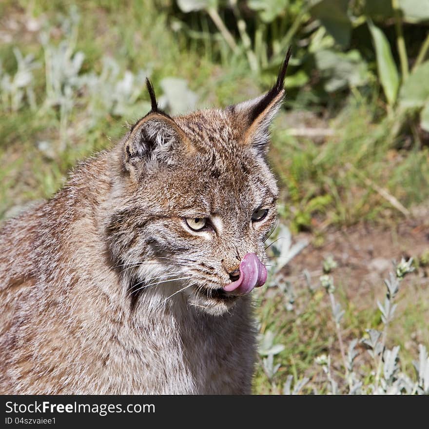 The young Canadian lynx found in America licks its nose as it senses a smell. The young Canadian lynx found in America licks its nose as it senses a smell.