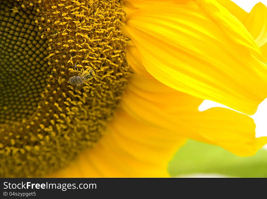 Bee on Sunflower Pollination Garden Flowers