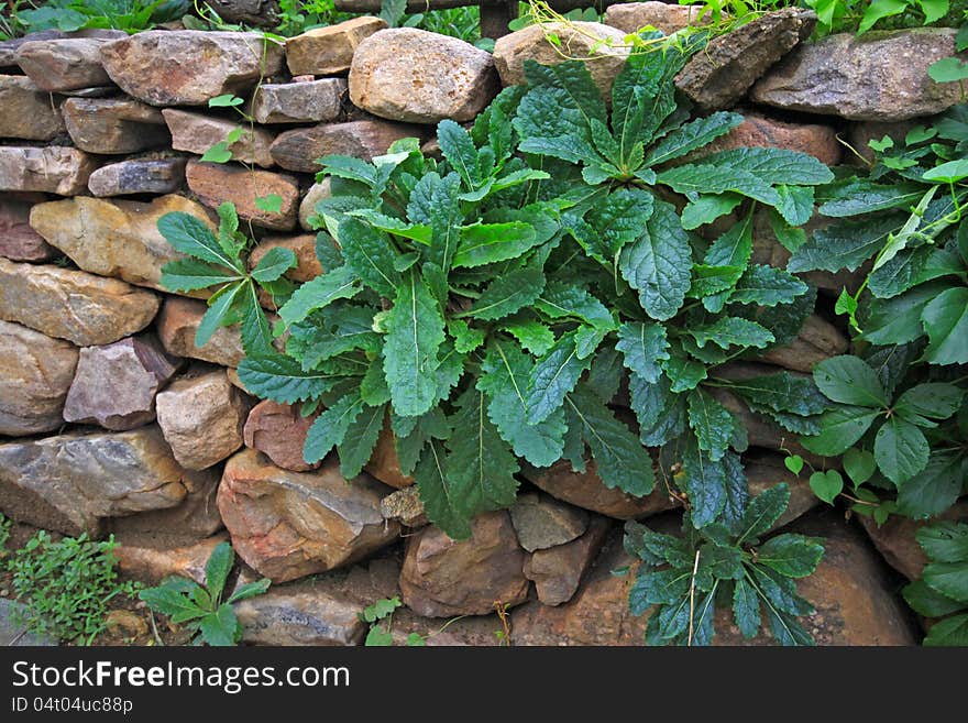 Green Plants In The Stone Wall Gaps