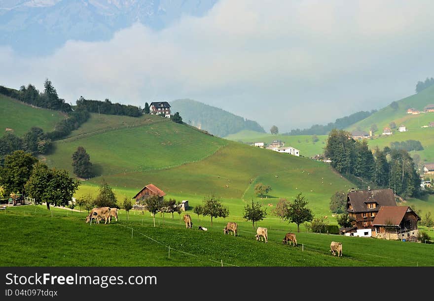 Prairie at Switzerland with cows eating grass