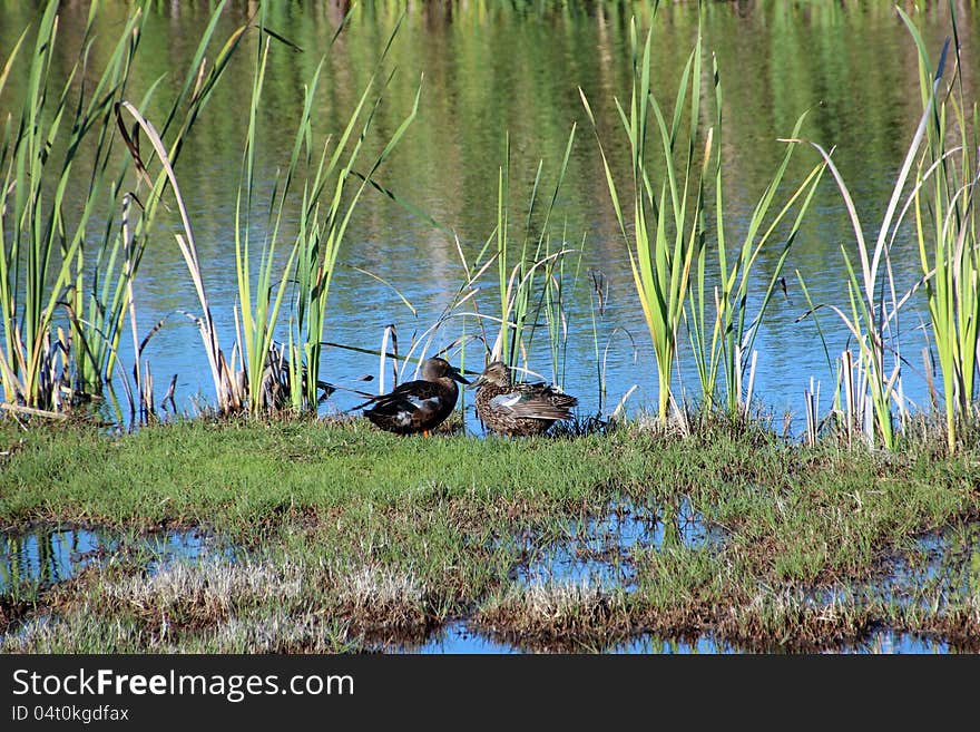 Two Ducks In Marshy Wetlands