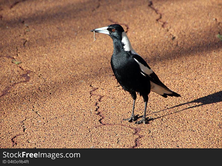 The black and white Australian Magpie Gymnorhina Tibicen a member of the passerine species endemic to Australia and New Guinea is holding a freshly caught insect in it sharp beak , its diet consisting of almost anything as it is omnivorous. The black and white Australian Magpie Gymnorhina Tibicen a member of the passerine species endemic to Australia and New Guinea is holding a freshly caught insect in it sharp beak , its diet consisting of almost anything as it is omnivorous.