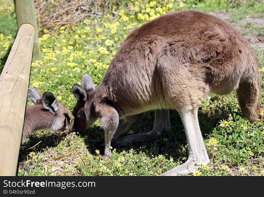 The furry brown Australian kangaroos are bending over and leaning forward with their front paws outstretched balancing on their long powerful tails and strong hind legs enjoying the warm spring sunshine in the grassy field whilst eating the fresh green tips. The furry brown Australian kangaroos are bending over and leaning forward with their front paws outstretched balancing on their long powerful tails and strong hind legs enjoying the warm spring sunshine in the grassy field whilst eating the fresh green tips.