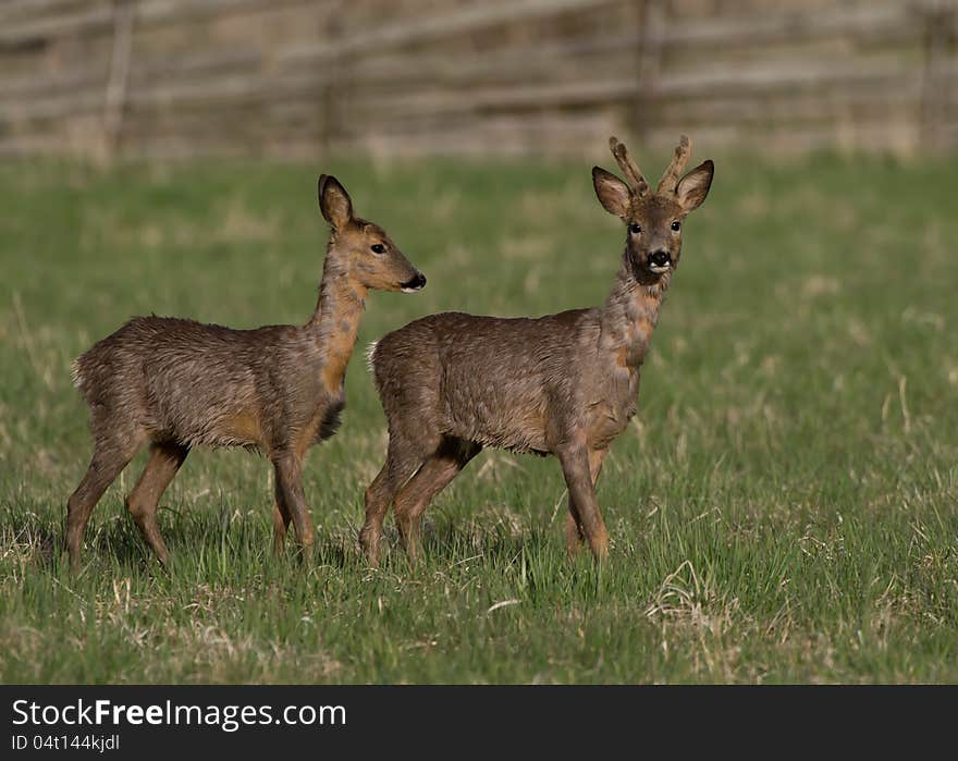 Deers, in springtime the roebuck with his goat searching for early vegetable. Uppland, Sweden