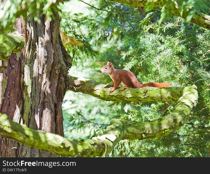 Red squirrel on a tree, Mainau Island