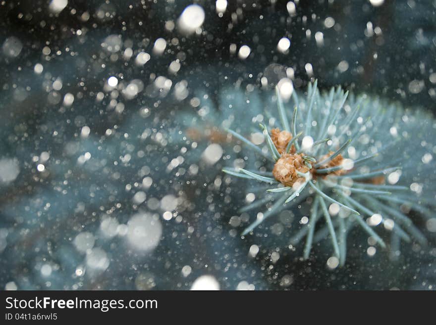 Christmas fir branch in snow