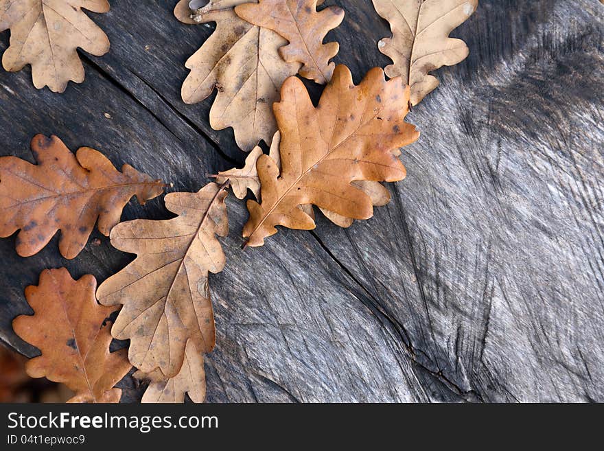 Autumn background. Few fall oak leaves on old gray wooden surface