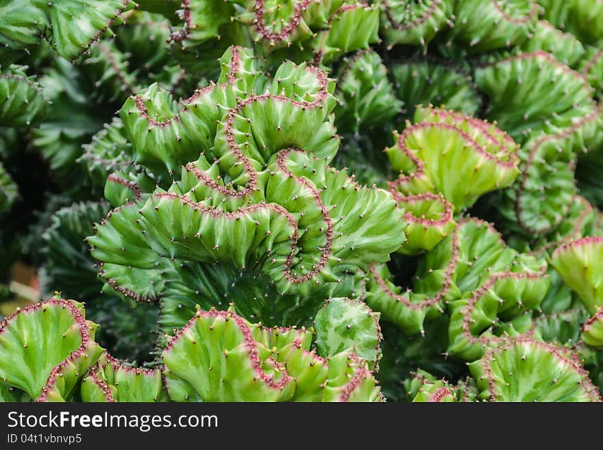 A kind of green cactus, Phuket