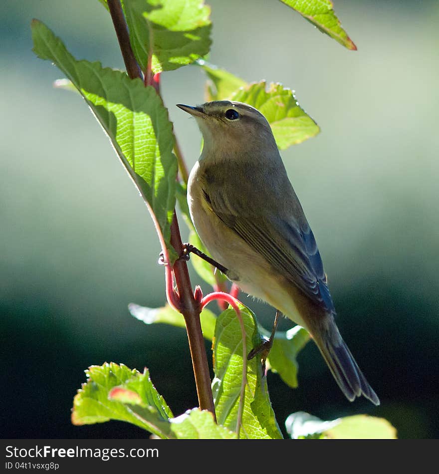 Bird Chiffchafff &x28;Phylloscopus Collybita&x29;