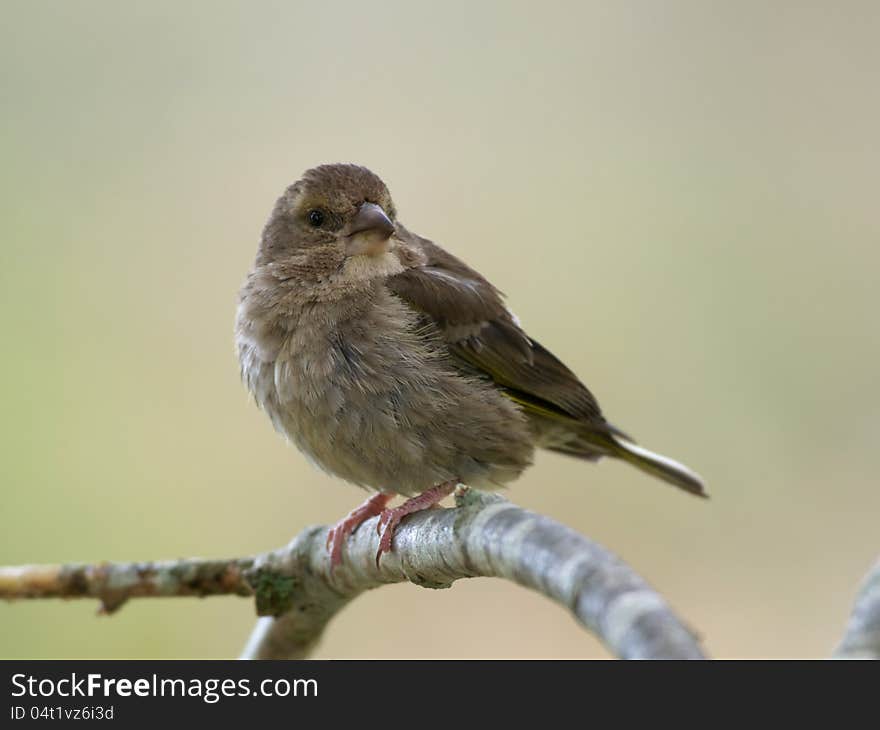 Greenfinch, female &x28;Carduelis chloris&x29