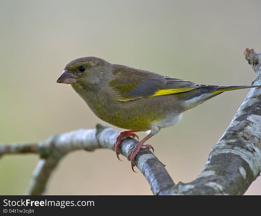 Greenfinch, Male &x28;Carduelis Chloris&x29;