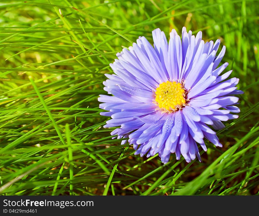 Chrysanthemum flower lying on the green grass in the sunshine