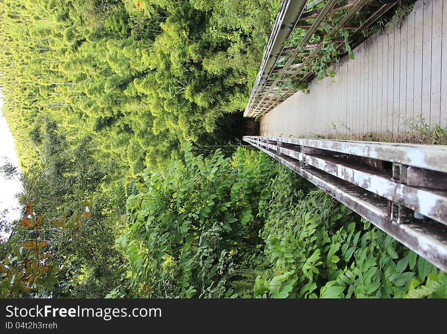 Bridge to the bamboo forest in Haleakala National Park on the tropical island of Maui. Bridge to the bamboo forest in Haleakala National Park on the tropical island of Maui.