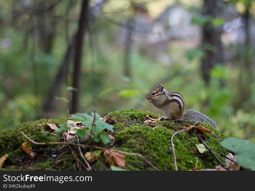 Chipmunk