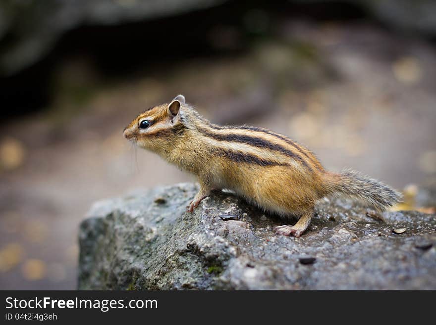 Chipmunk