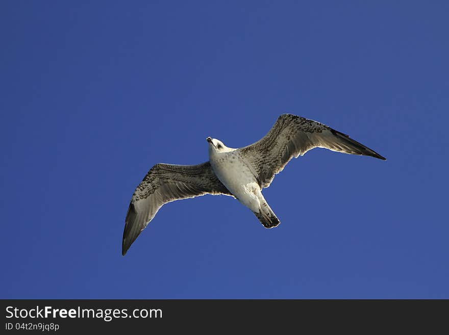 Seagull flying in the sky blue