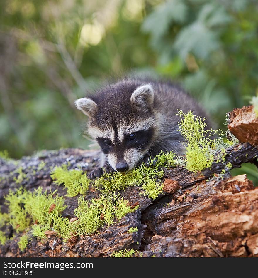 Young raccoon crawls slowly over a moss covered log. Young raccoon crawls slowly over a moss covered log.