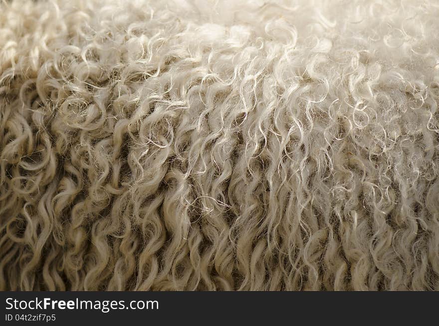 Wool texture