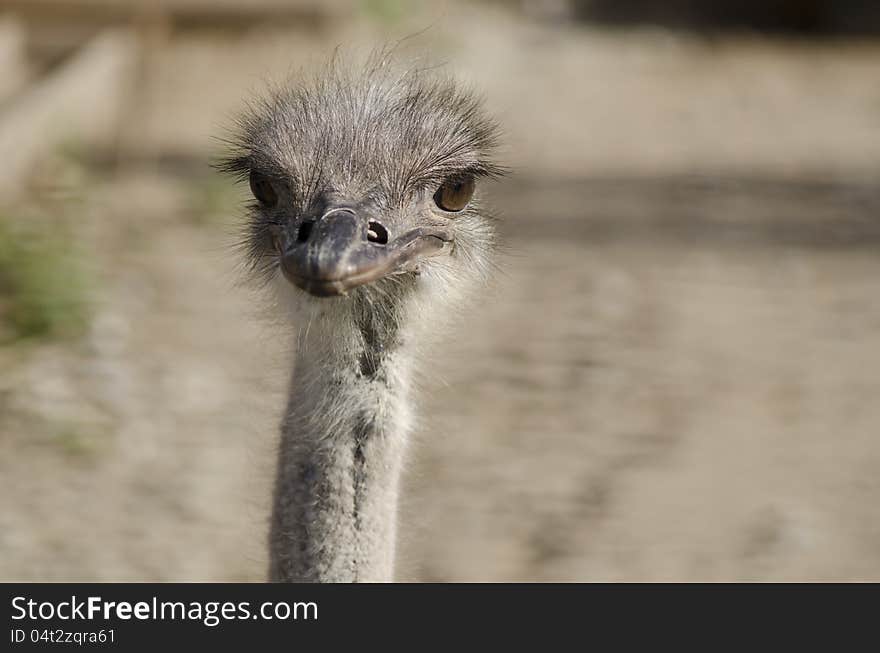 Ostrich