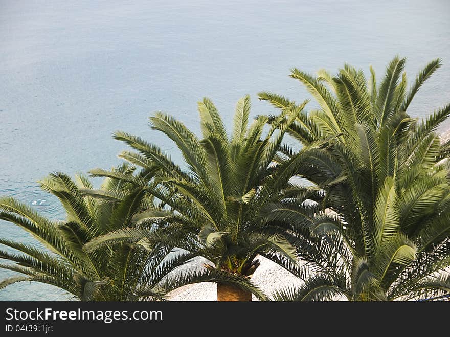 Three Palm Trees On Beach