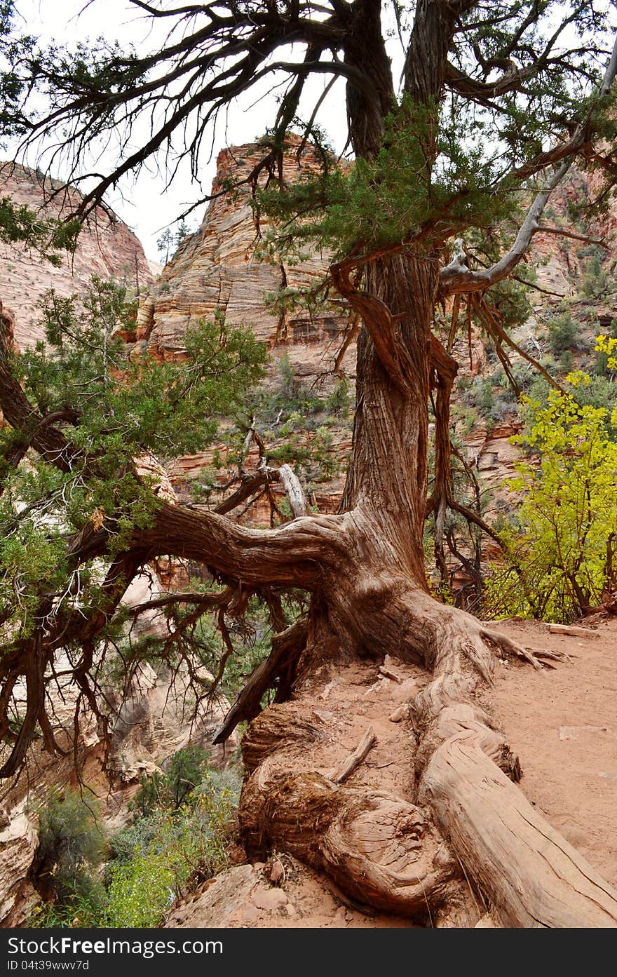 Zion National Park