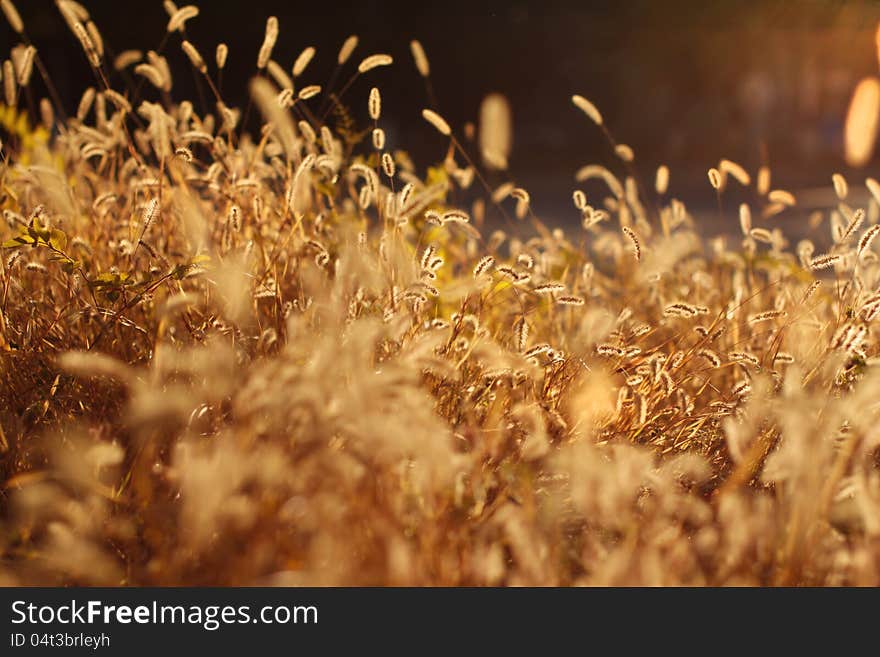 Grass ears backlit by sunshine. Shallow depth of field. Grass ears backlit by sunshine. Shallow depth of field.