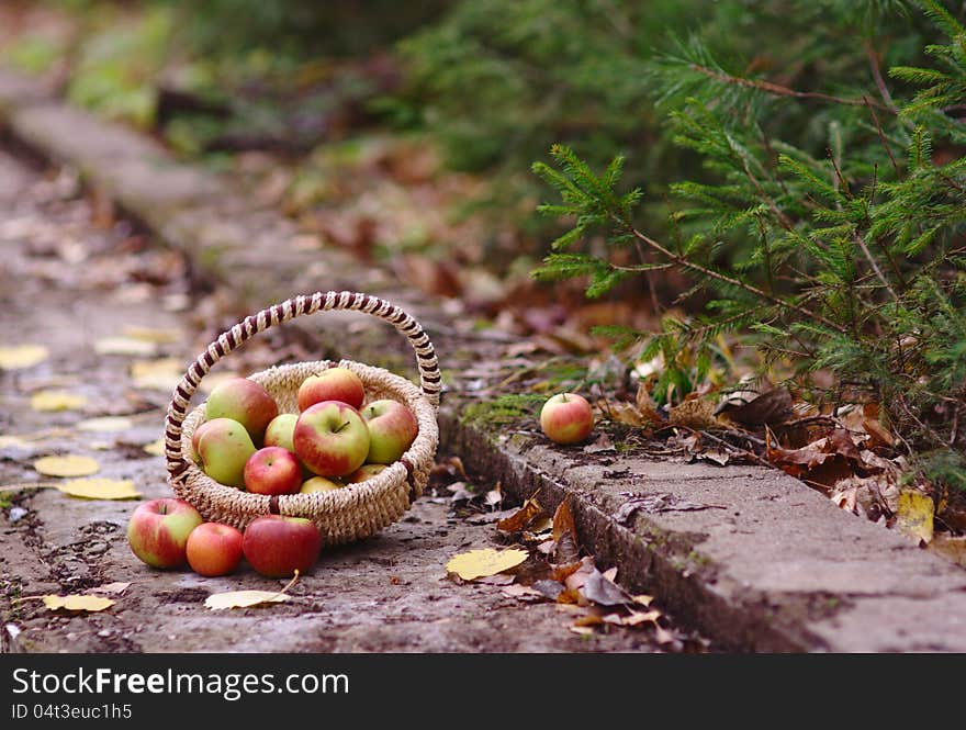 Red Apples in the autumn forest. Red Apples in the autumn forest