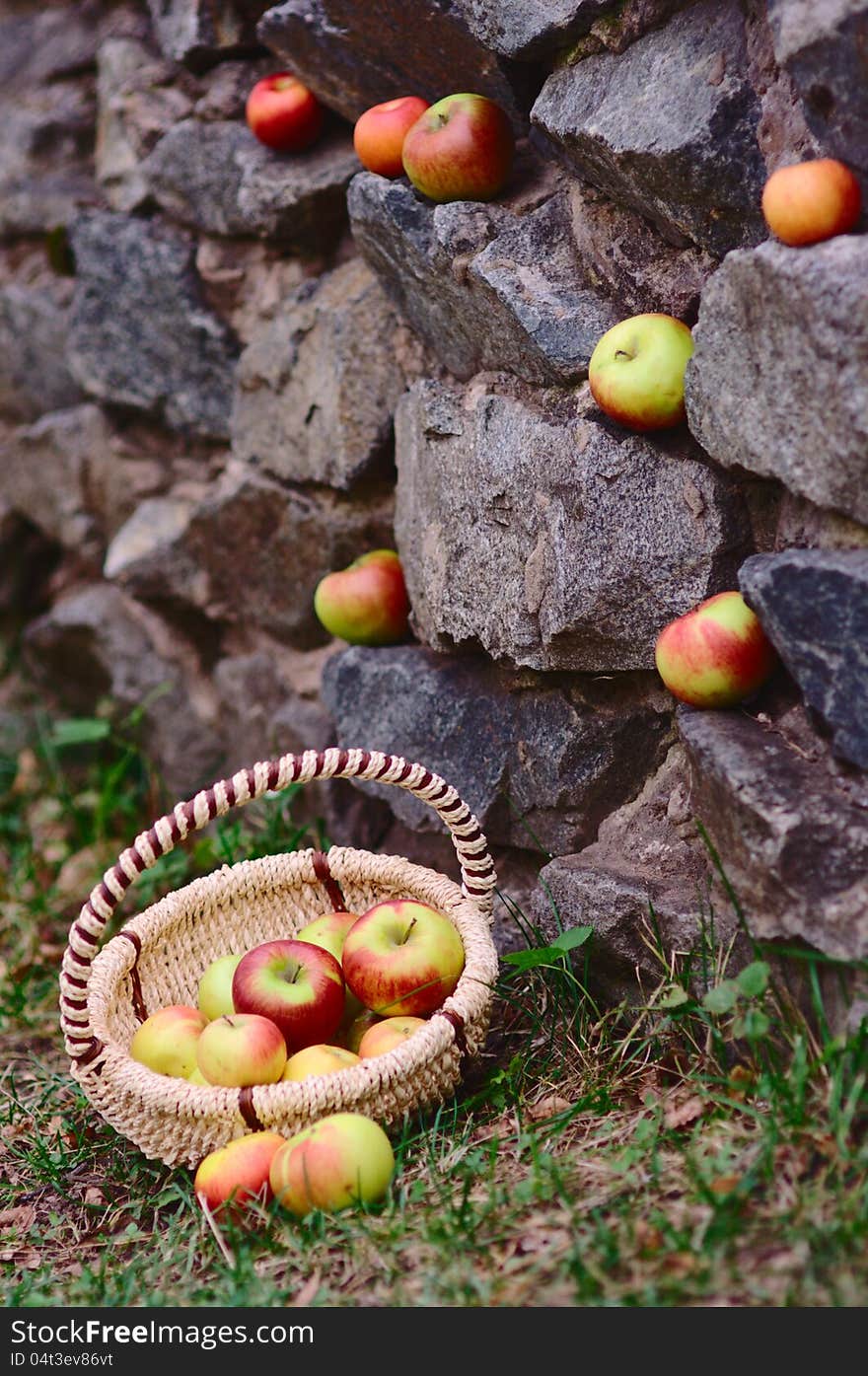 Apples in the autumn park