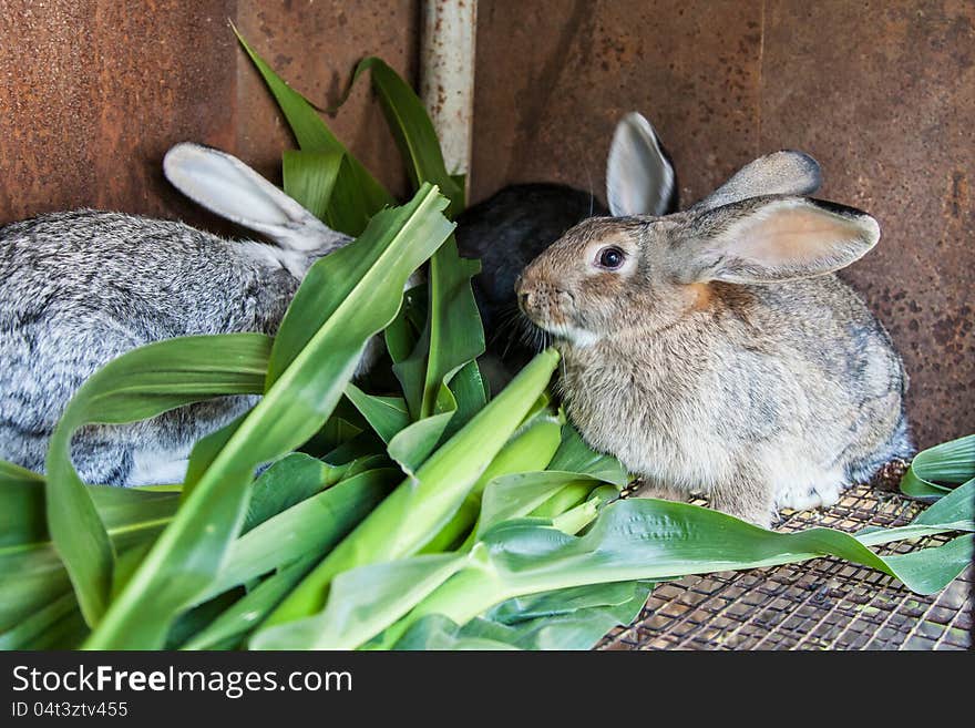 Some Rabbits In Cage