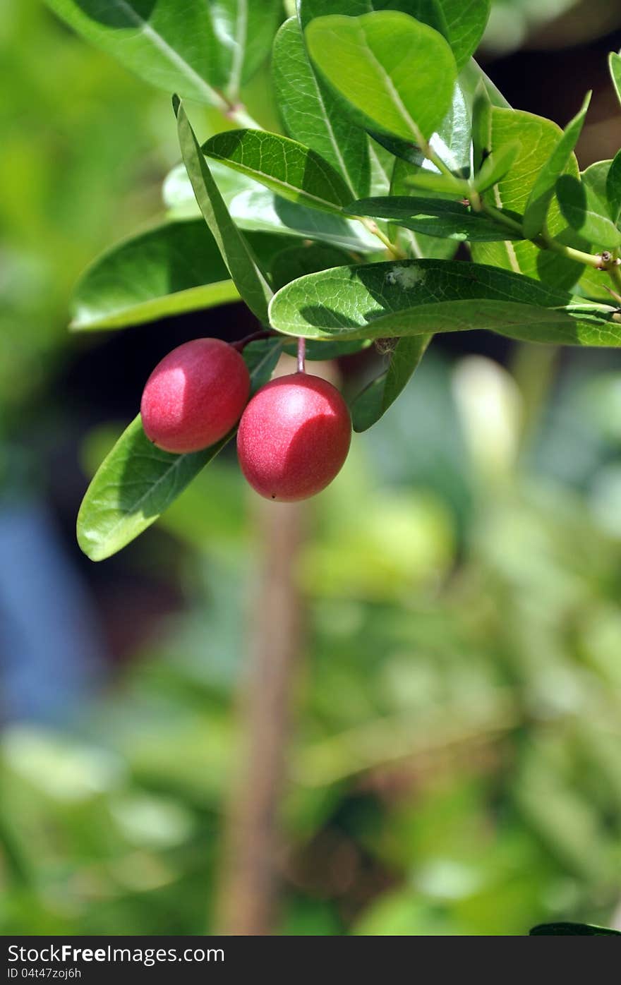 Karonda fruit is on the tree